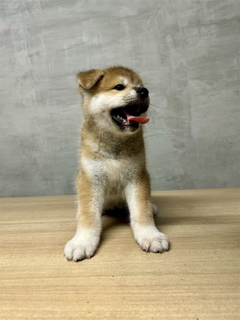 Akita Inu Philippines.